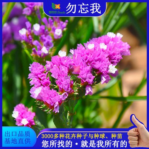 勿忘我种子阳台盆栽全指南 从播种到花海，打造你的蓝色治愈花园