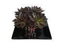 水培花卉加盟新蓝海 四叶草花屋引领环保绿植新风尚
